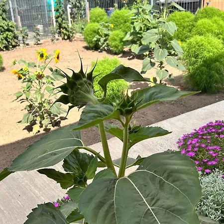 Casa Vera Nyaraló Corbu