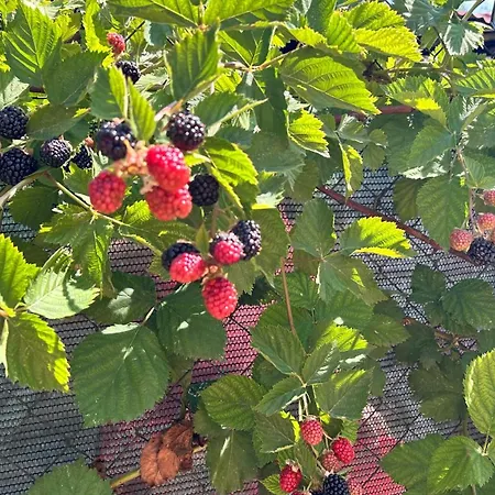 Casa Vera Nyaraló Corbu