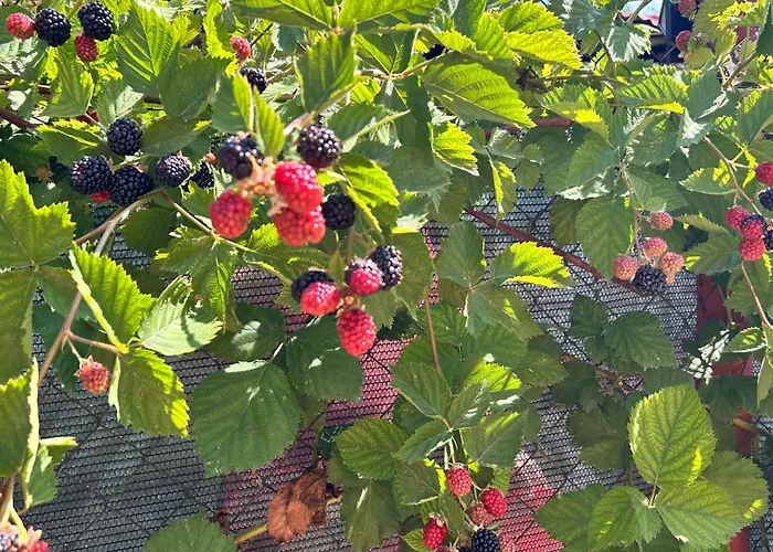 Casa Vera Holiday home Corbu (Constanta)